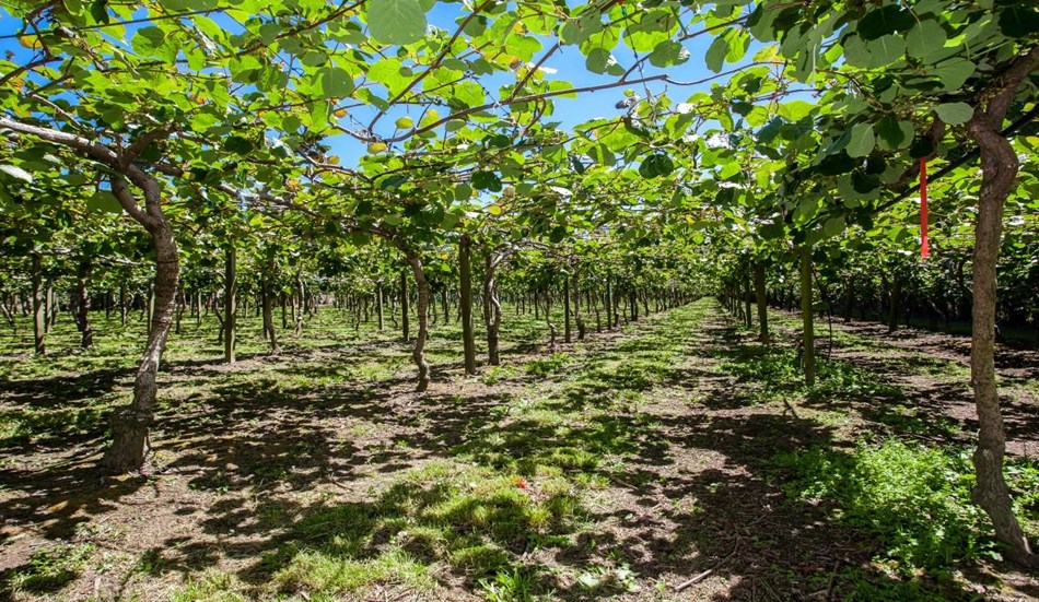 15 03 Canopy Hectare Kiwifruit Orchard 278 Gow Road  Whakatane