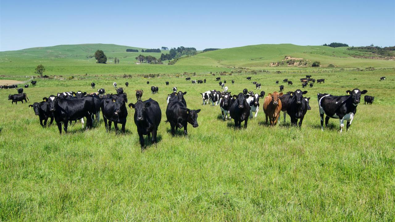 Rural Asking Price NZ$3,750,000 + GST: 78 Haldane Curio Bay Road ...